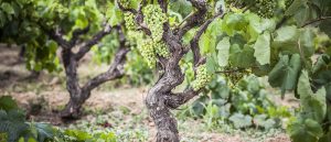 PTP del Penedès